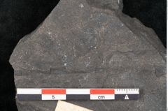 Foto (Detailansicht) von Thinnfeldia australis Ettingshausen (NHMW-GEO-2024-0188-10311)
